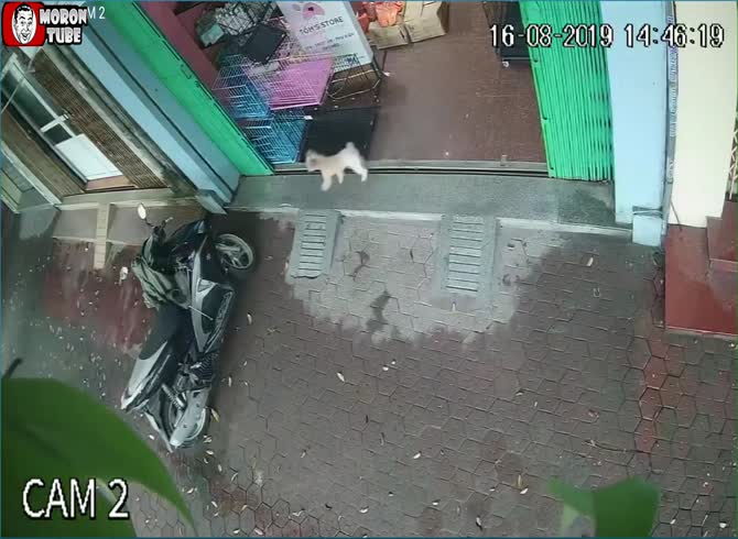Video :Scooter thief versus mischievous dog